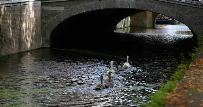 Family of Swans swim in line in a canal in Europe - 4k
