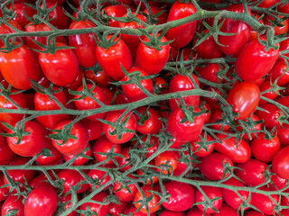 roma tomatoes on the vine close up