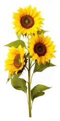 Naklejka premium Sunflowers isolated on white background.