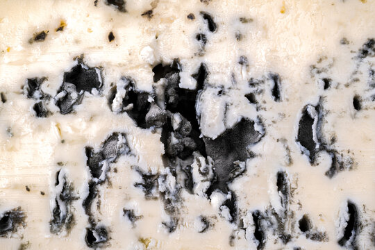 Blue cheese macro, penicilium from a french traditional cheese 