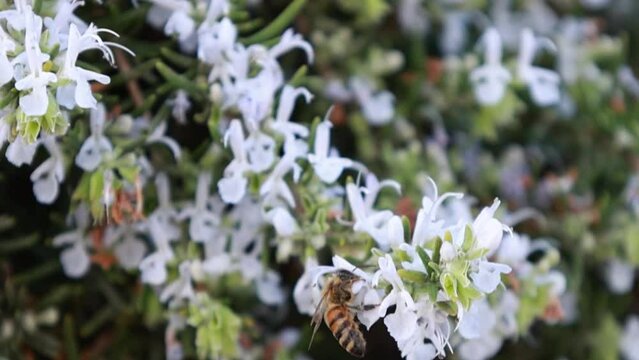 A bee looking for pollen and collects it from blooming rosemary on a cloudy summer day in diffused light in super close-up slow motion