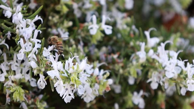 Bees looking for nectar and collect it from blooming rosemary on a cloudy summer day in diffused light in close-up slow motion