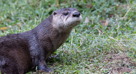 Otter, Intriguing River Otter Headshot: Examining Nature's Beauty Up Close.  Wildlife Photography. 