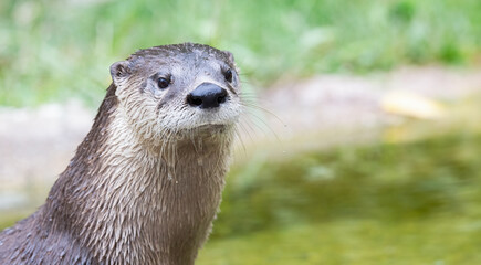 Otter, Close-Up of a River Otter's Expressive Face – Lontra canadensis.  Wildlife Photography. 