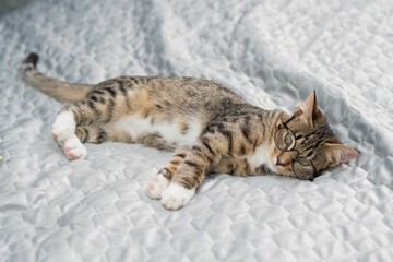 A cute tabby kitten is lying on a cozy gray bed and looking at camera. The cat is enjoying life. High quality photo. High quality photo