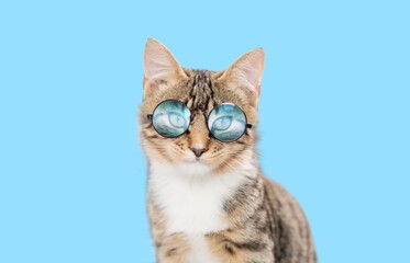 Cat wearing glasses with blue glass isolated on blue background. Animals , pet shop banner with...