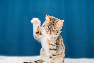 A striped kitten with glasses raises its paw up and gives a high five. Kitten on a blue background