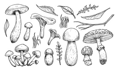 Mushrooms vector set. Hand drawn vector illustration of fungus in black and white colors. Drawing of boletus and fly agaric in line art style. Sketch of forest porcini and champignons group.