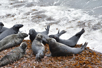 Grays seal also known as Atlantic seal or horsehead seal on Bonaventure island Quebec, Canada....