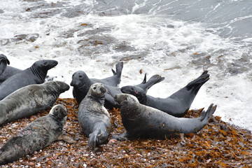 Fototapeta premium Grays seal also known as Atlantic seal or horsehead seal on Bonaventure island Quebec, Canada. Halichoerus grypus