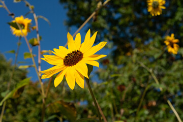 close-up of a yellow sunflower on a darkish sky and landscape