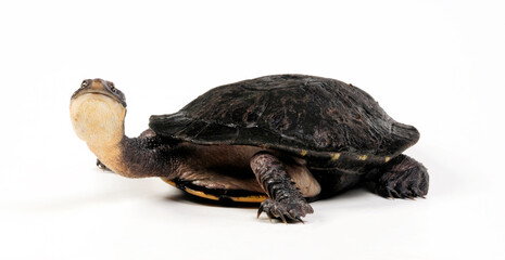 Glattrücken-Schlangenhalsschildkröte // Eastern long-necked turtle (Chelodina longicollis) - obrazy, fototapety, plakaty