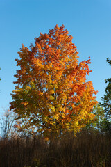isolated autumn tree near sunset in the park