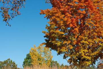 blue sky and autumn maple tree with scenery landscape
