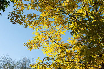 wild walnut tree with yellow autumn leaves contrasted against a blue sky