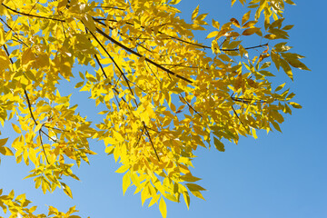 tree branch with yellow leaves on a blue sky