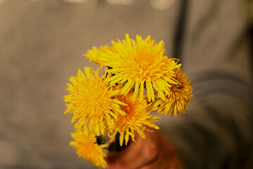 bouquet of yellow dandelions held in hand in close-up,  bouquet of flowers, hand holding flowers, close view