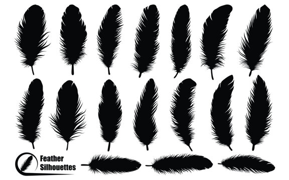 Bird Different types Feathers silhouettes vector art