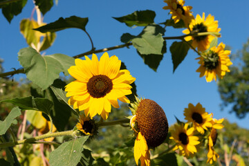 bright yellow sunflowers on a blue sky in the park