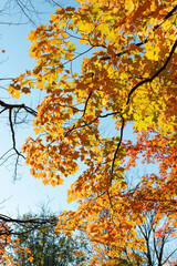 autumn maple leaves and branches cascading down on a blue sky