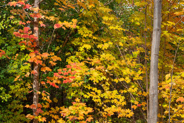 maple trees in autumn