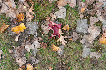 autumn background featuring oak and maple leaves