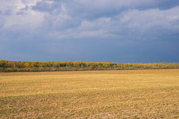 Field and forest