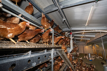 Mobiler Hühnerstall von innen , Hühner sitzen gerne oben auf der Stalleinrichtung.