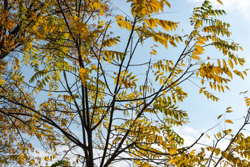 wild walnut compound leaf pattern on a blue sky in autumn