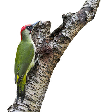 Male of European green woodpecker (Picus viridis), on the birch trunk, isolated on transparent background