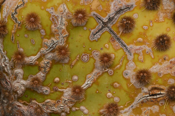 Close-up of a cactus leaf on Lanzarote, Canray Islands, Spain