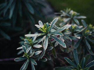 Plant foliage