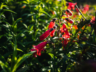 Red spring flowers