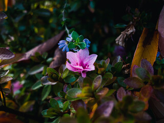 Pink azalea
