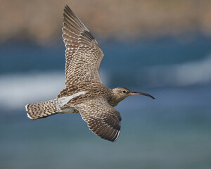 Whimbrel in flight at El Rio, La Santa on The Island of Lanzarote, Canary Islands, Spain