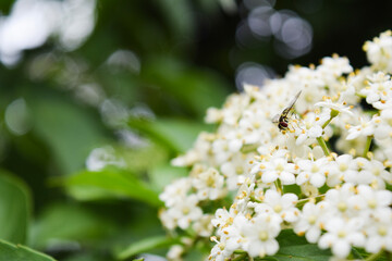 Wasp pollinating white flowers