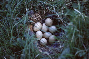 Black grouse (Lyrurus tetrix) Fagiano di monte