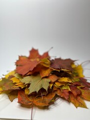 on a white backgroundmulticolored autumn maple leaves