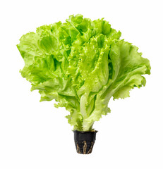 Fresh lettuce leaves isolated on white background