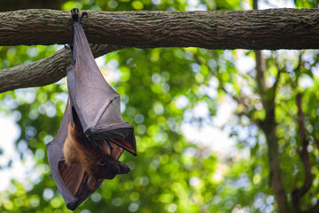bat hanging from. the trunk of a tree