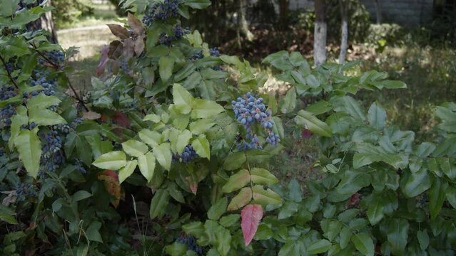 Mahonia aquifolium. Blue mahonia bush in the garden. Blue berries of Mahonia. Ripening blue berries of mahonia on a bright summer sunny day. Slow motion, 4k 
