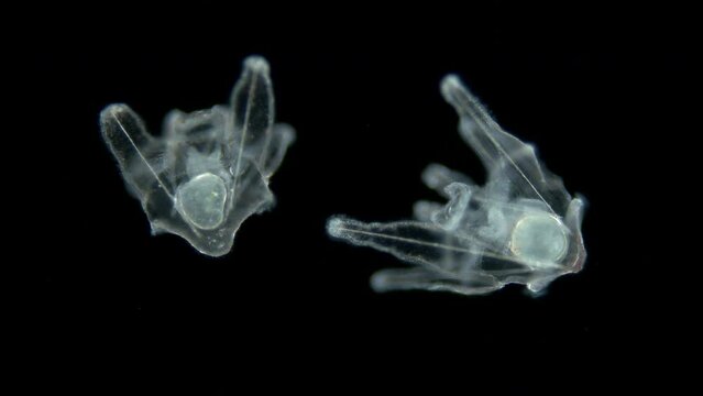 Larvae sea urchin Strongylocentrotus pallidus under microscope, phylum Echinodermata. Arm pluteus stagee. White sea