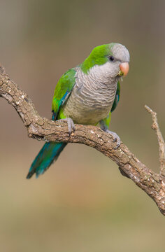 Parakeet perched on a branch of Calden , La Pampa, Patagonia, Argentina