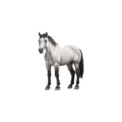 Obraz na płótnie Canvas white horse isolated on white