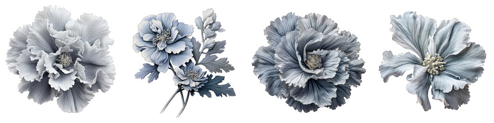 Fototapeta na wymiar Dusty Miller Flower Hyperrealistic Highly Detailed Isolated On Transparent Background Png File