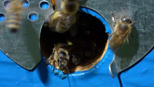 Honey bees fly next to the bee hive in the apiary to collect honey, close up. Beekeeping in countryside. Colony bees in apiary, macro. Detailed landing holes in the hive and fly bees