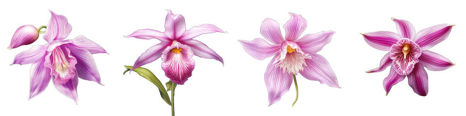 Fairy Slipper  Flower Hyperrealistic Highly Detailed Isolated On Transparent Background Png File
