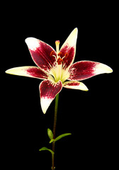 Lily flower blooming on black background.