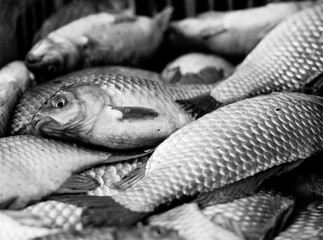 pieces of fish caught by fishermen