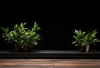 A black background with a wooden Stage and a plant